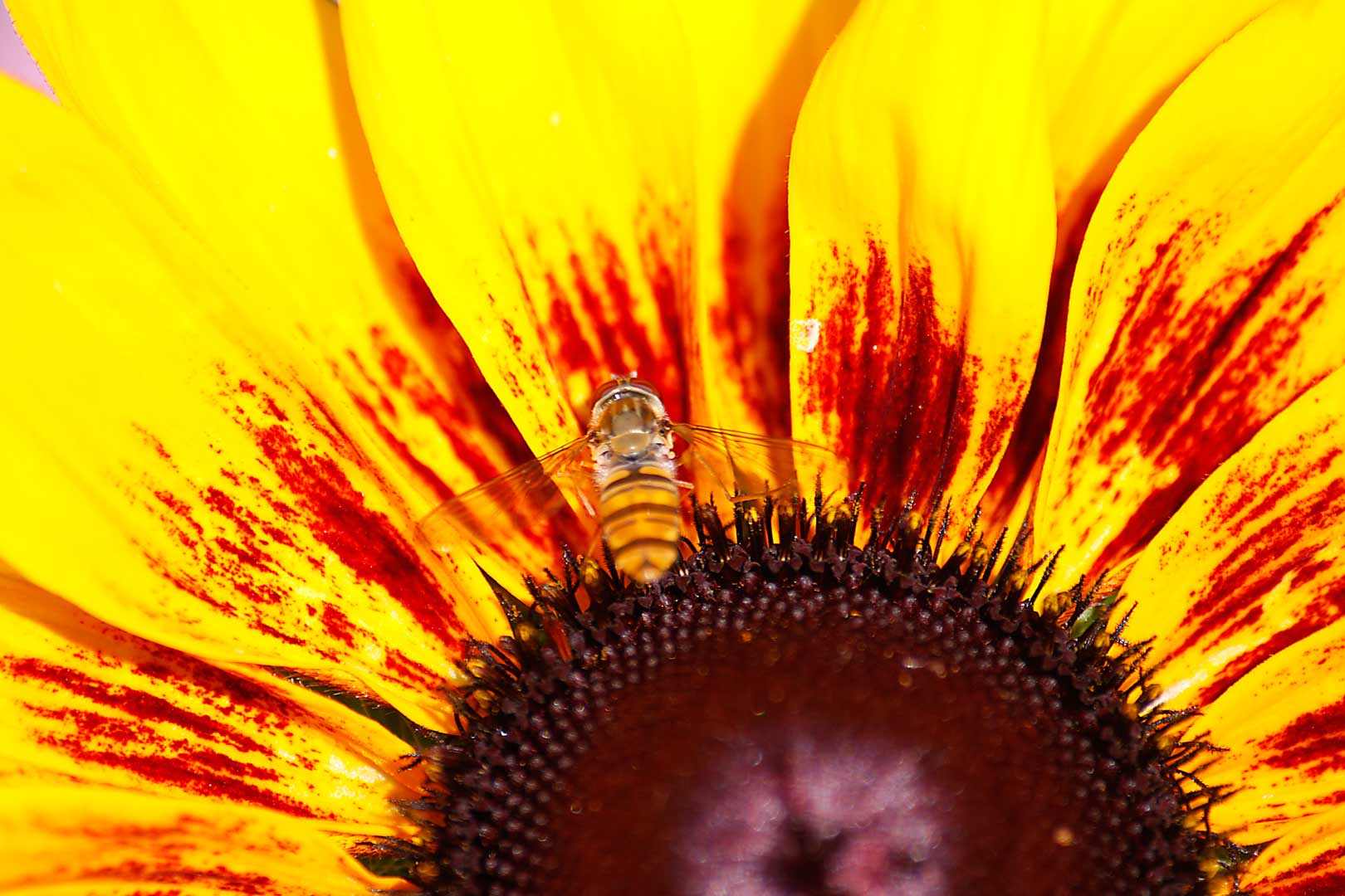 Insekt auf Blume Tierfotografie Köln