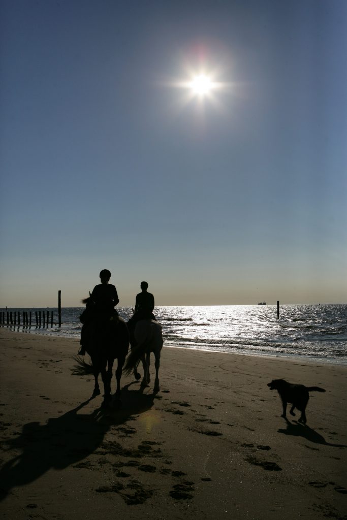 Pferde am Strand, Pferdeshooting an Wunschlocation