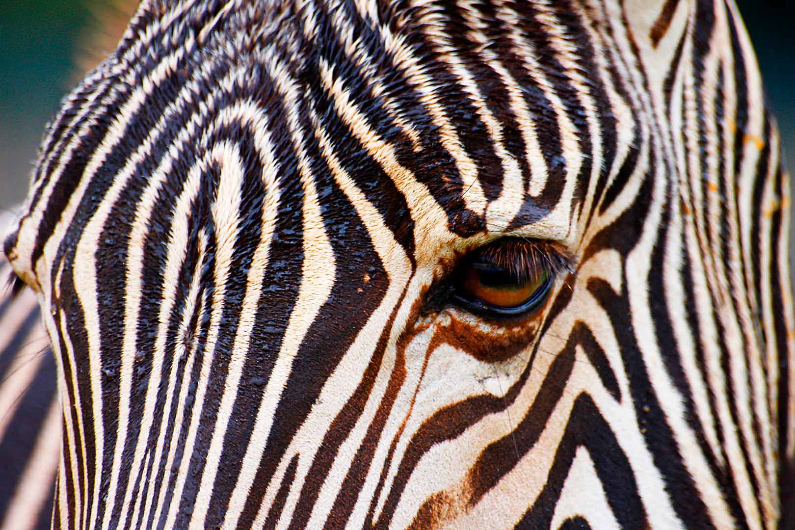 Zebra Tierfotografie Köln