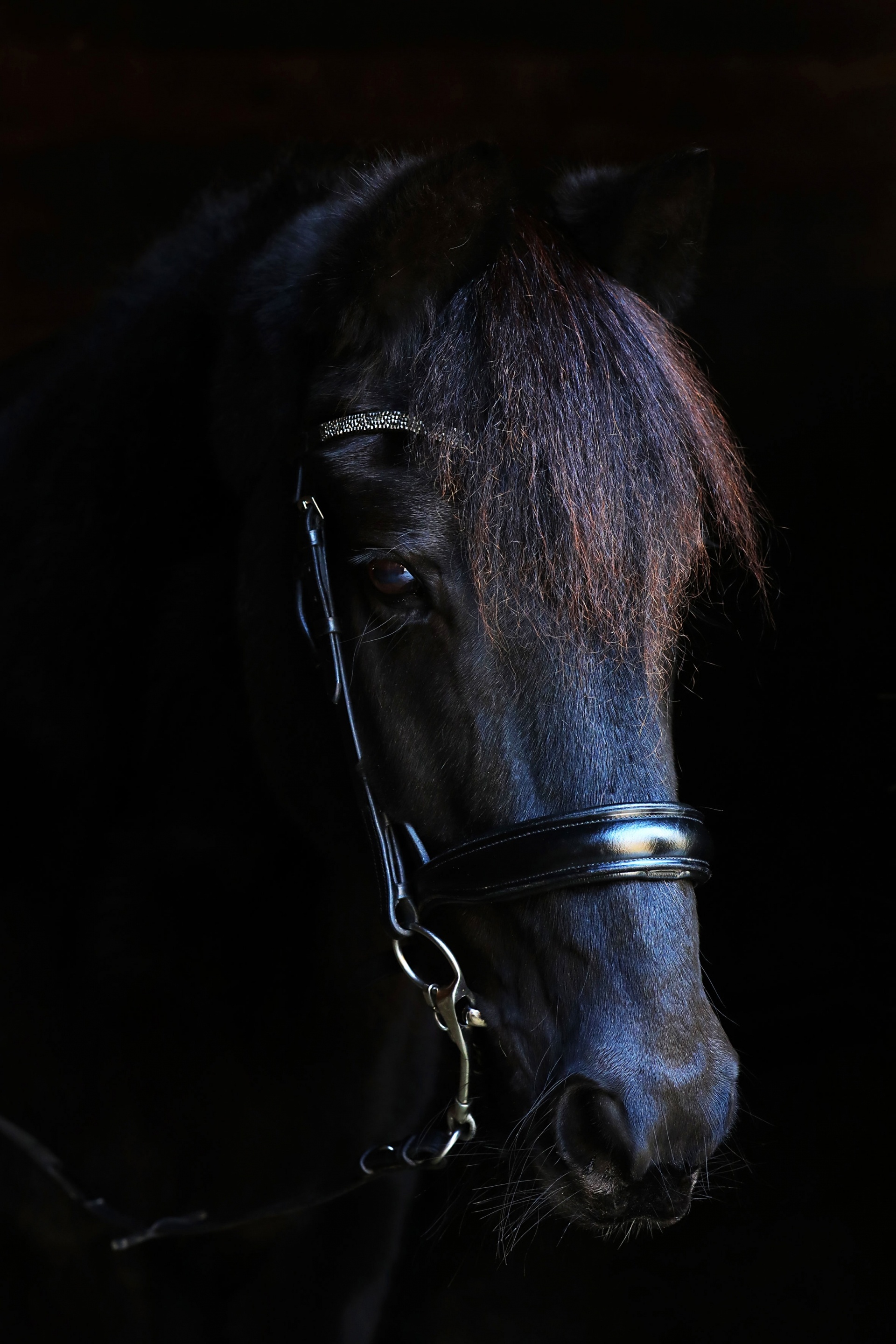 Schwarzes Pferd Fotoshooting Pferdefotografie Bergisches Land Köln Tierfotografie schwarzer Hintergrund