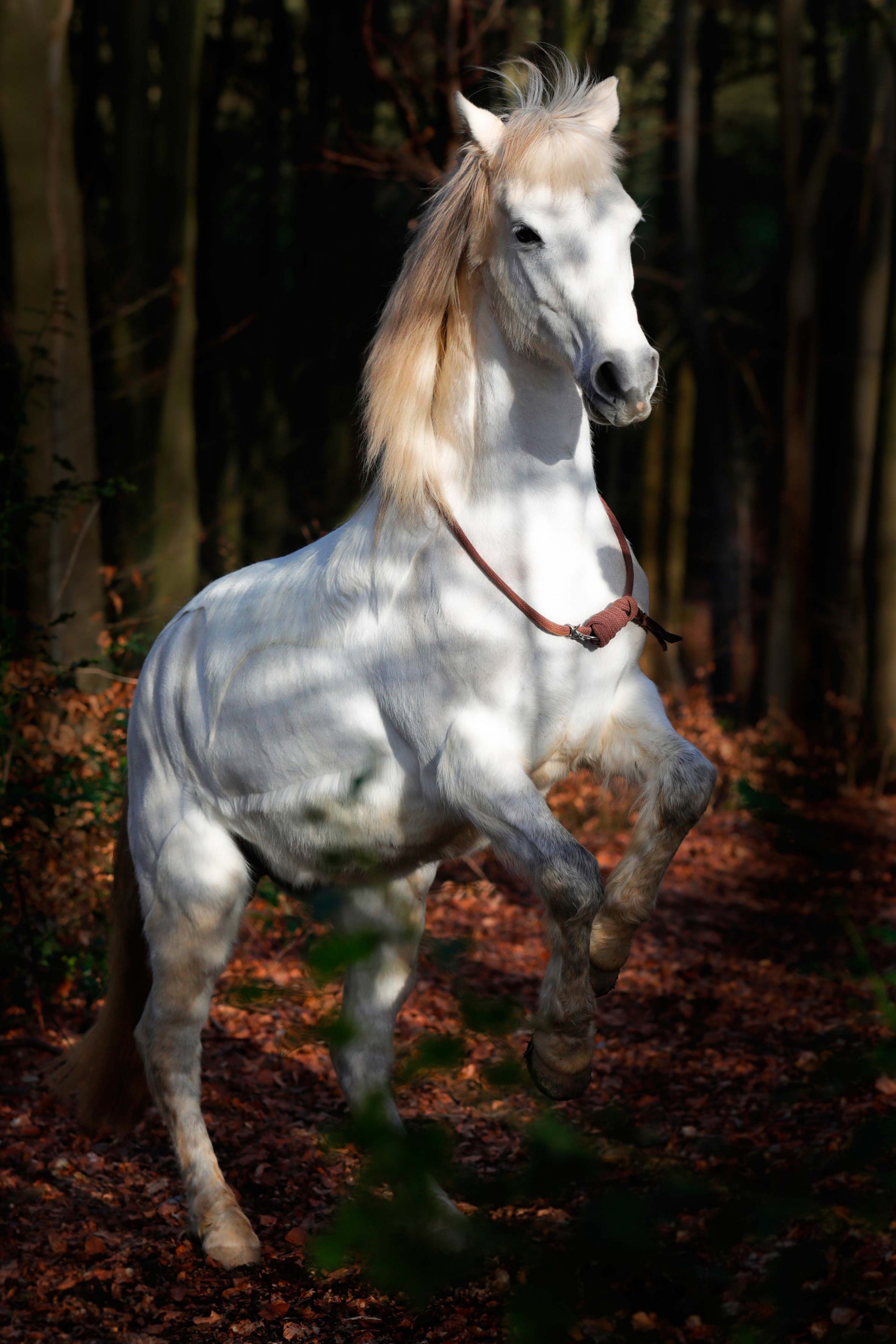 Steigendes Pferd Pferdefotografie Tierfotografie Bergisches Land Köln