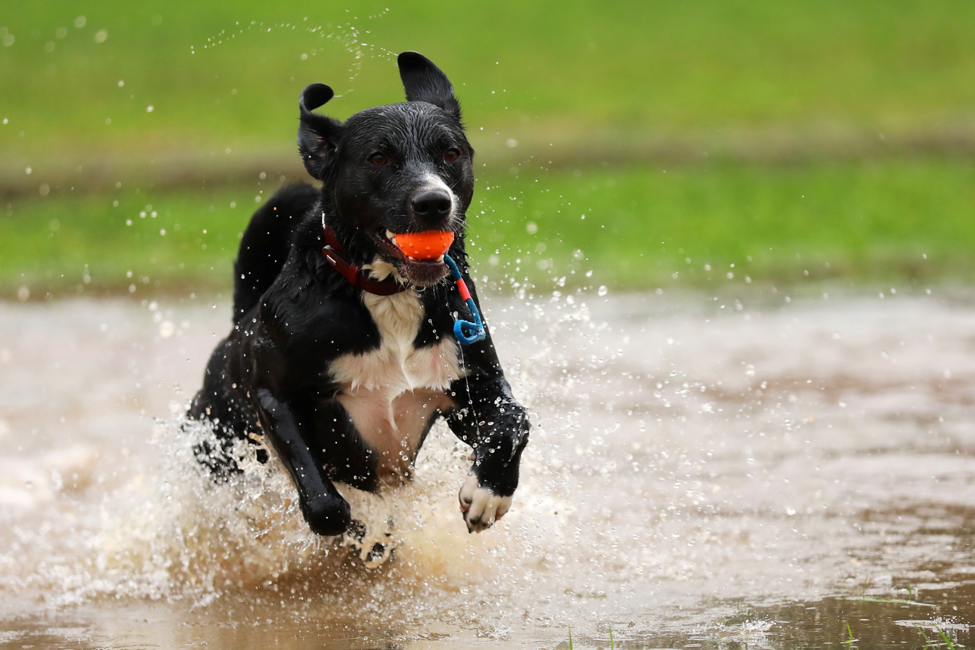Hund spielt im Wasser Fotoshooting Hundefotografie Bergisches Land Köln Tierfotografie