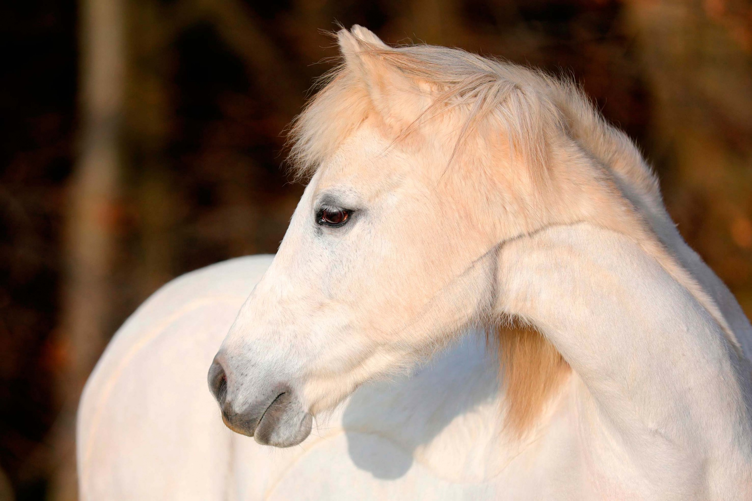 Connemarapony Pferdefotografie Bergisches Land Köln