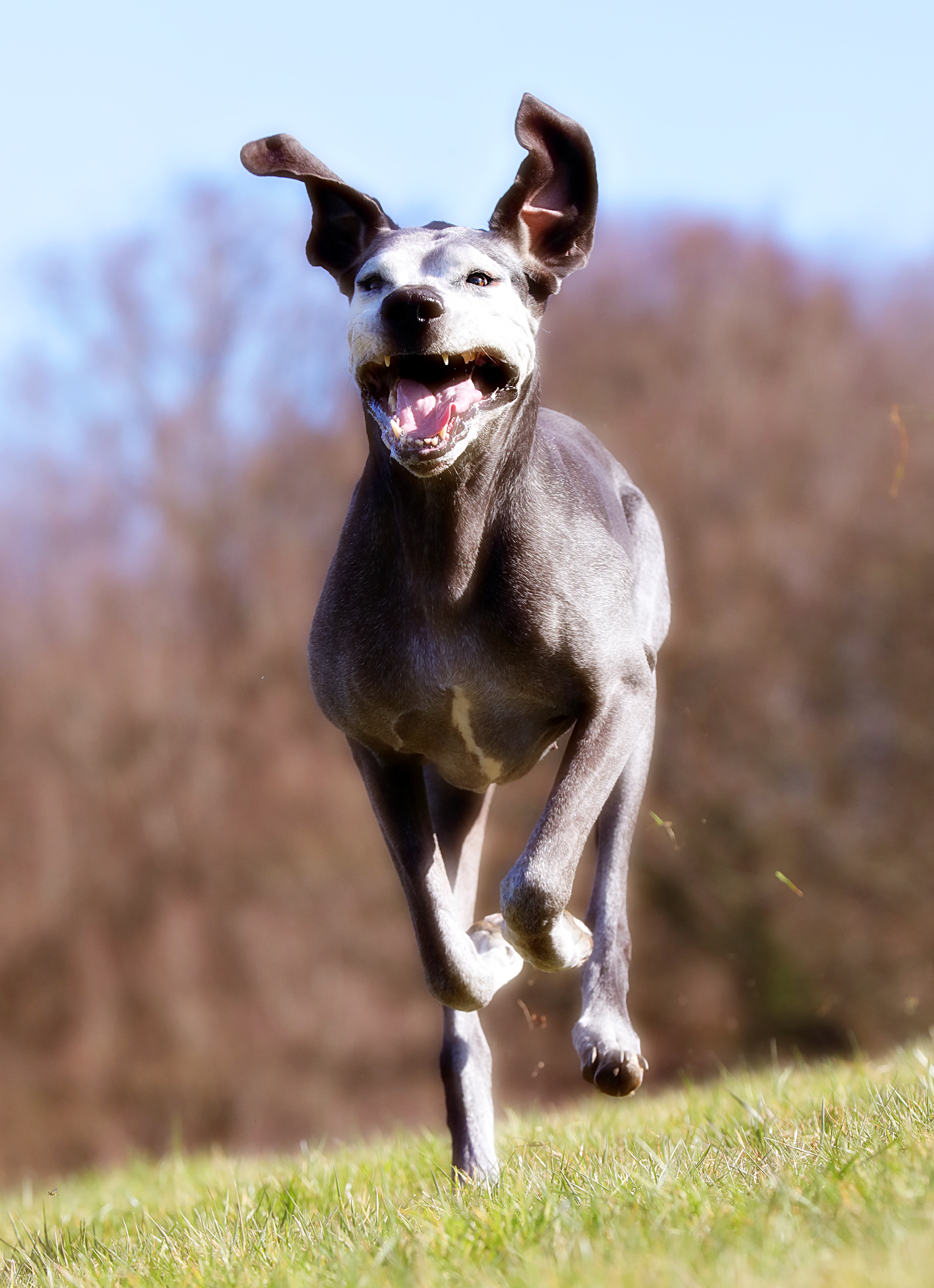 Hund rennt Hundefotografie Tierfotografie Köln