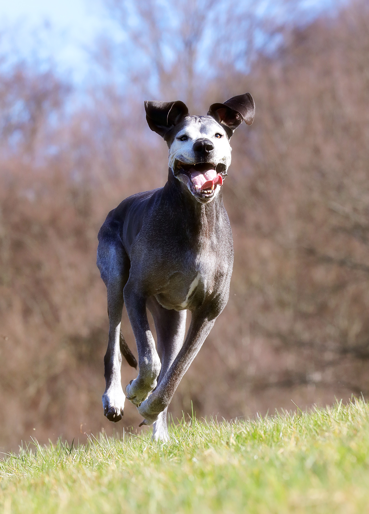 Hund rennt Hundefotografie Tierfotografie Köln