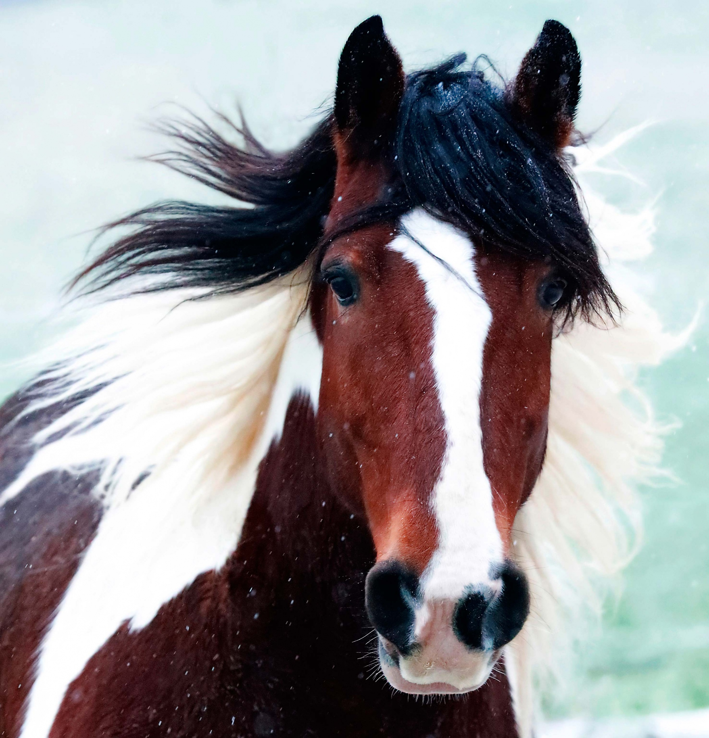 Pferd mit wehender Mähne Pferdefotografie Bergisches Land Köln