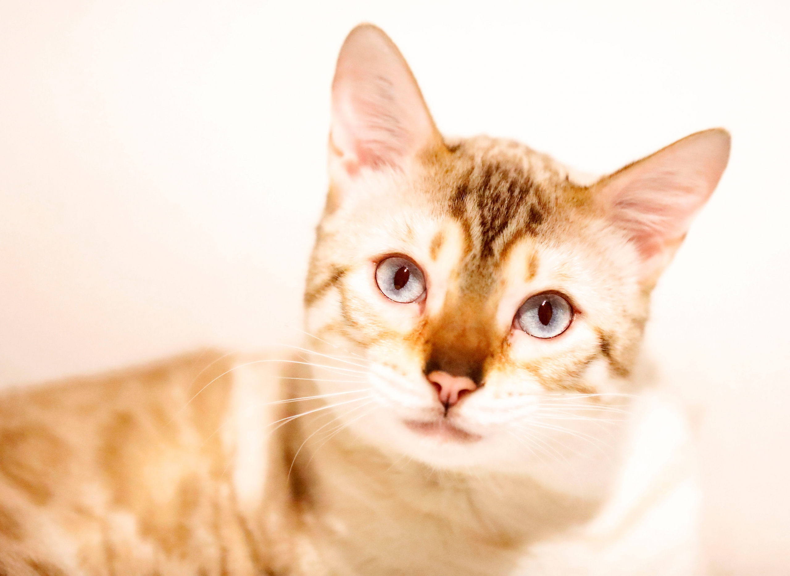 Bengal Katzenfoto Katzenfotografie Bergisches Land Köln