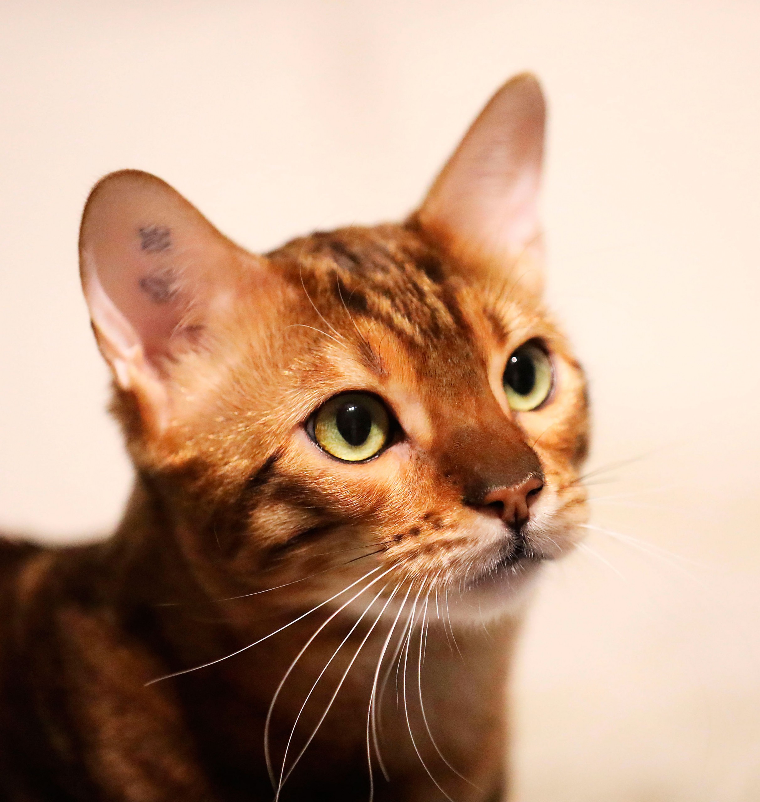 Bengal Katzenfoto Tierfoto Katzenfotografie Bergisches Land Köln Tierfotografie