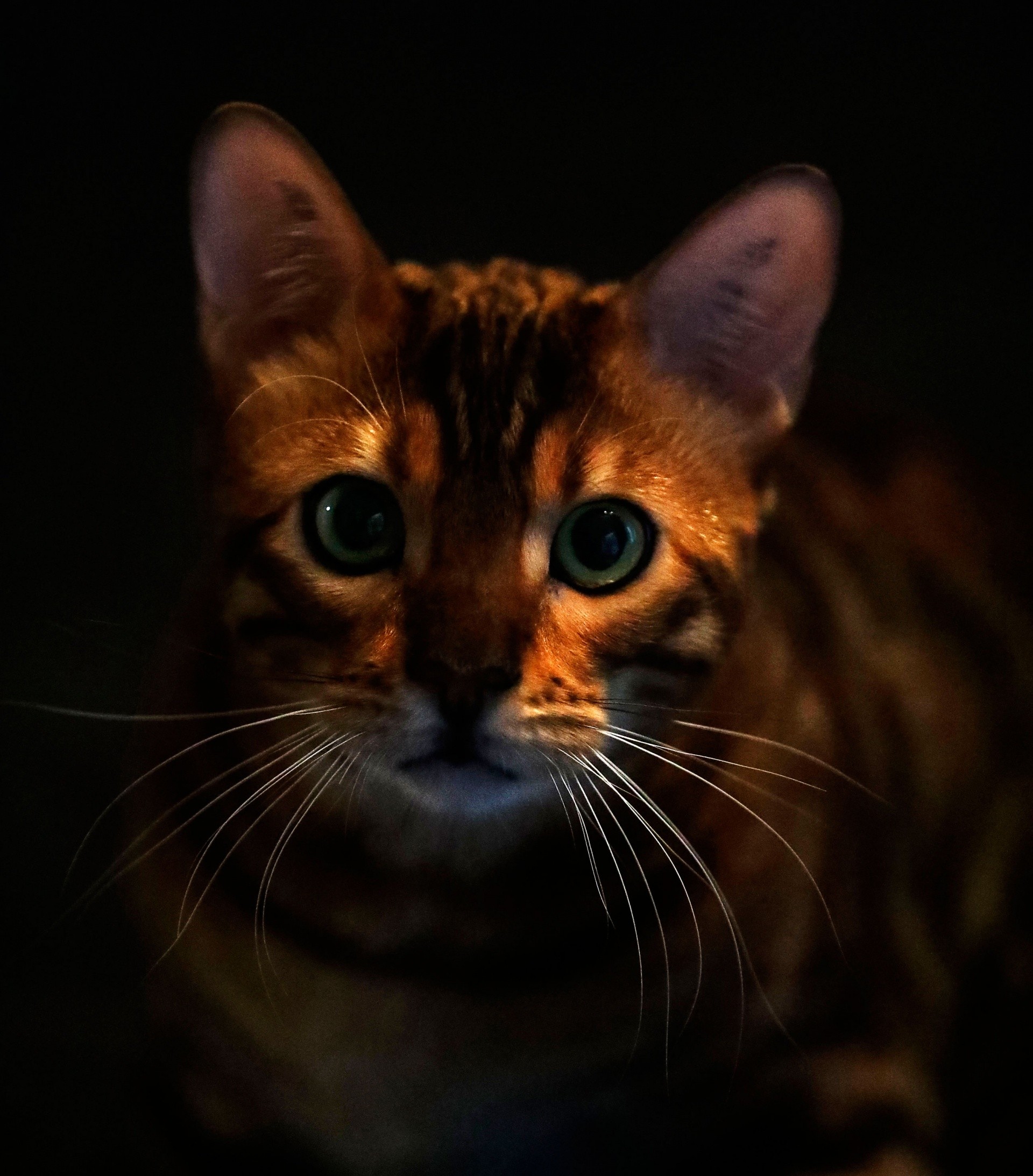 Bengalkatze Katzenfotografie Tierfoto Bergisches Land Köln Tierfotografie