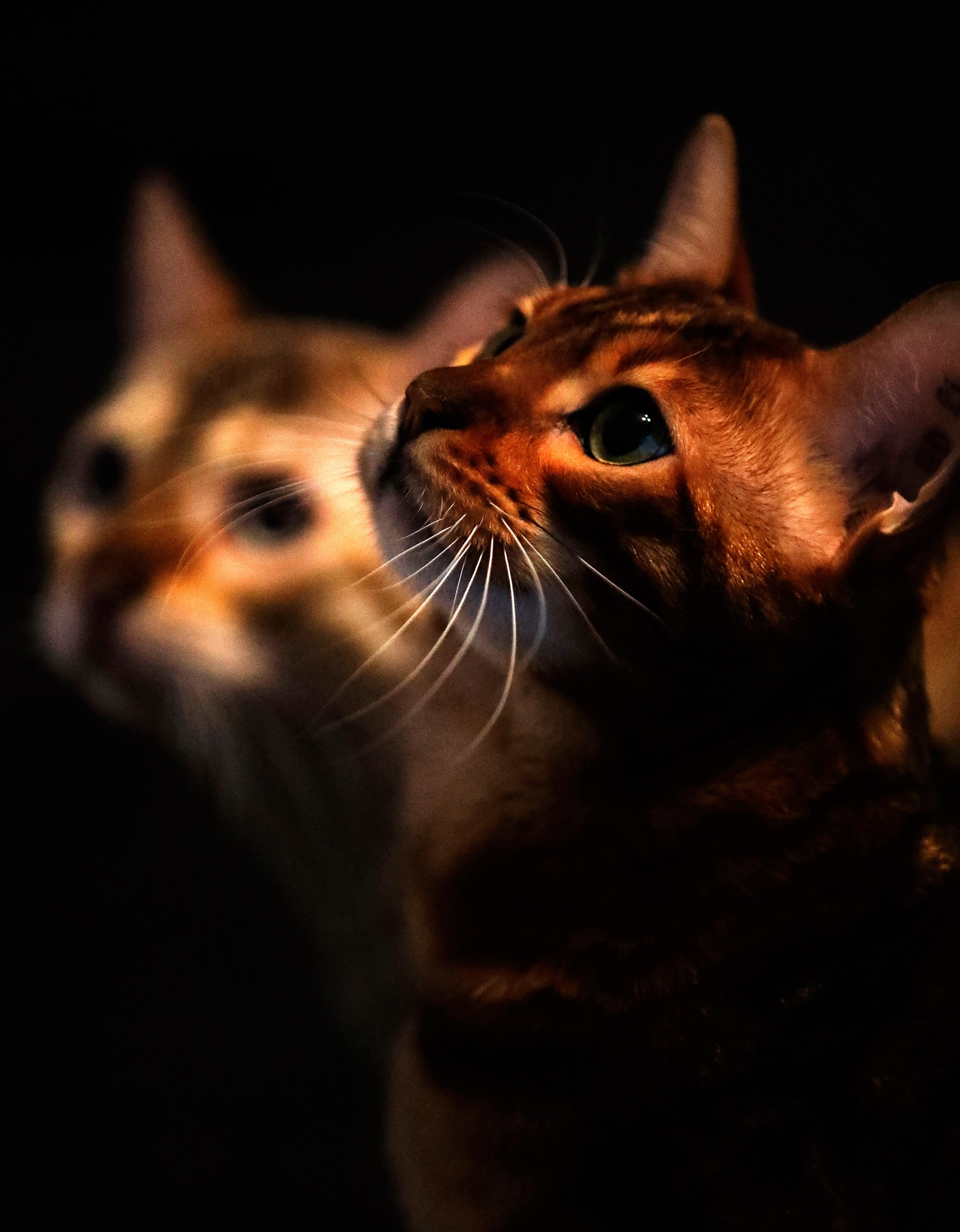 Bengalkatzen Katzenfotografie Bergisches Land Köln