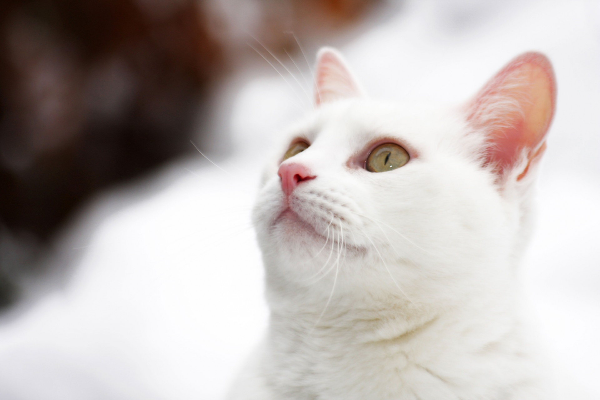 Katze im Schnee Fotoshooting Tierfotografie Bergisches Land Köln