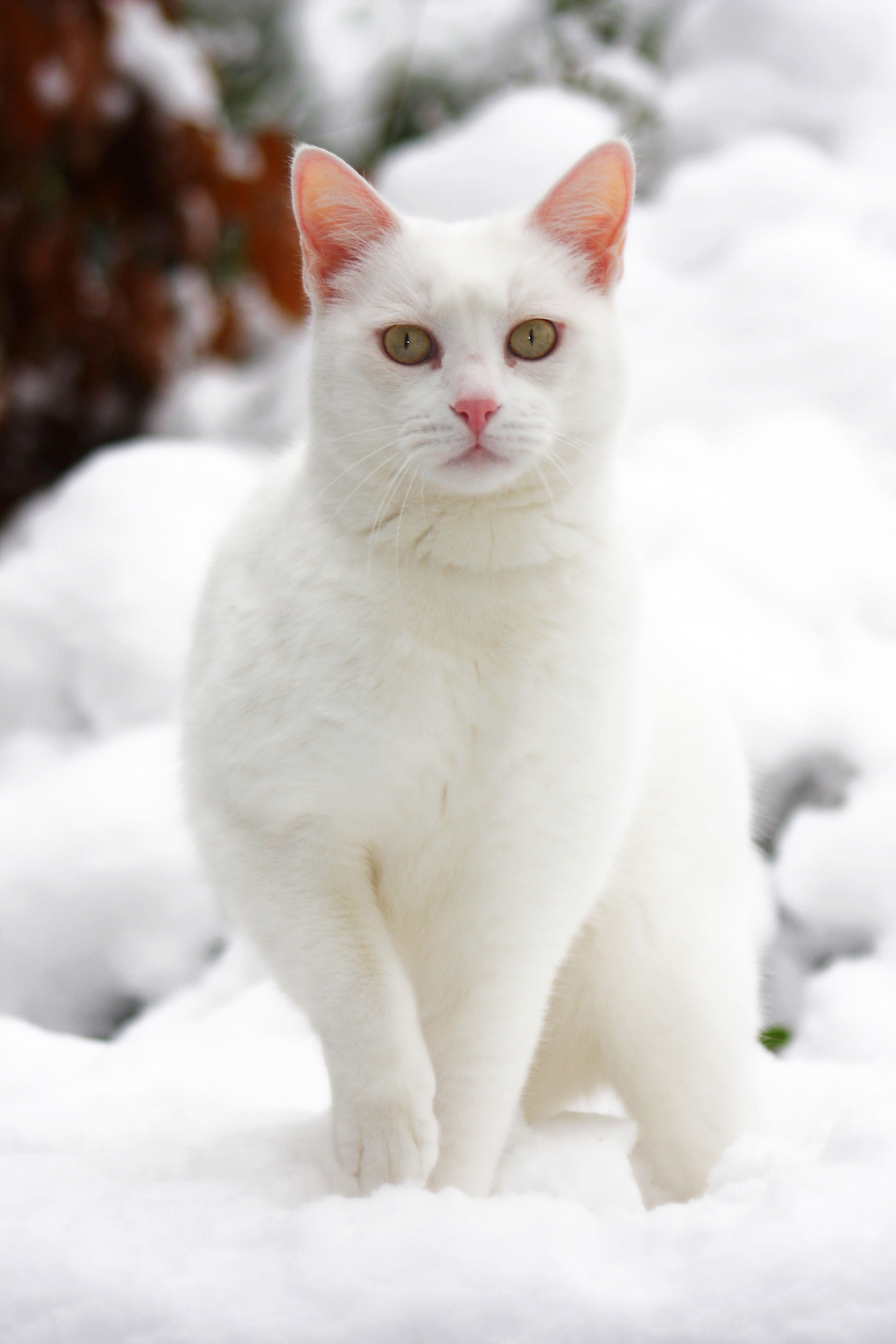 Katze im Schnee Fotoshooting Tierfotografie Bergisches Land Köln Katzenfotografie