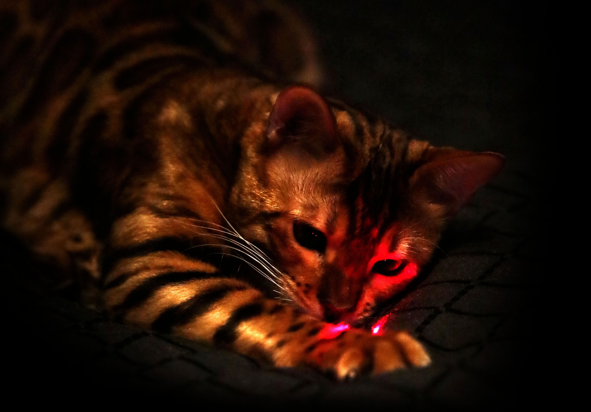 Bengal Katze mit Laser Tierfotografie Bergisches Land Köln Katzenfotografie