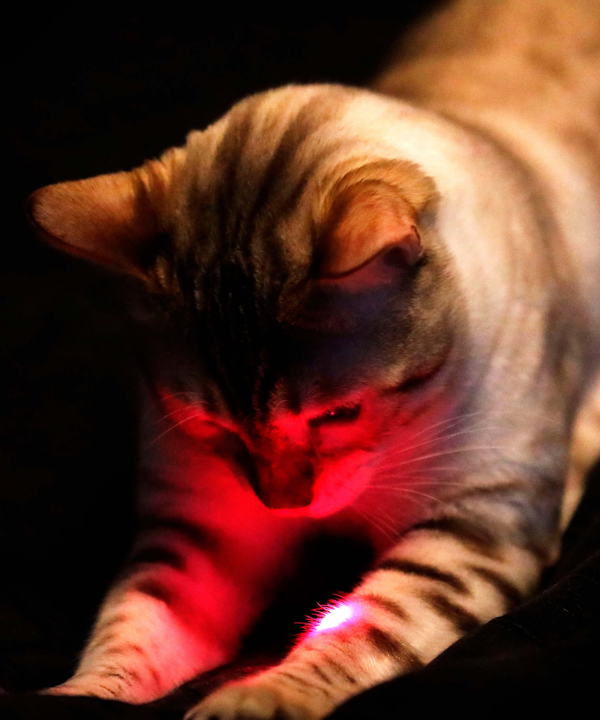 Bengal Katze mit Laser Tierfotografie Bergisches Land Köln Katzenfotografie