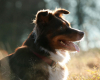 Australian Shepherd Gegenlicht Hundefotografie Bergisches Land Köln