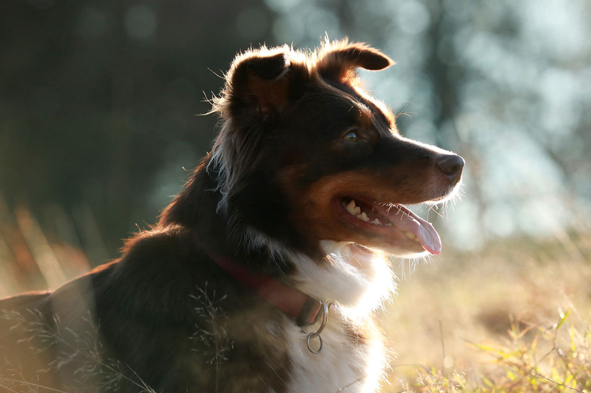 Australian Shepherd Gegenlicht Hundefotografie Bergisches Land Köln