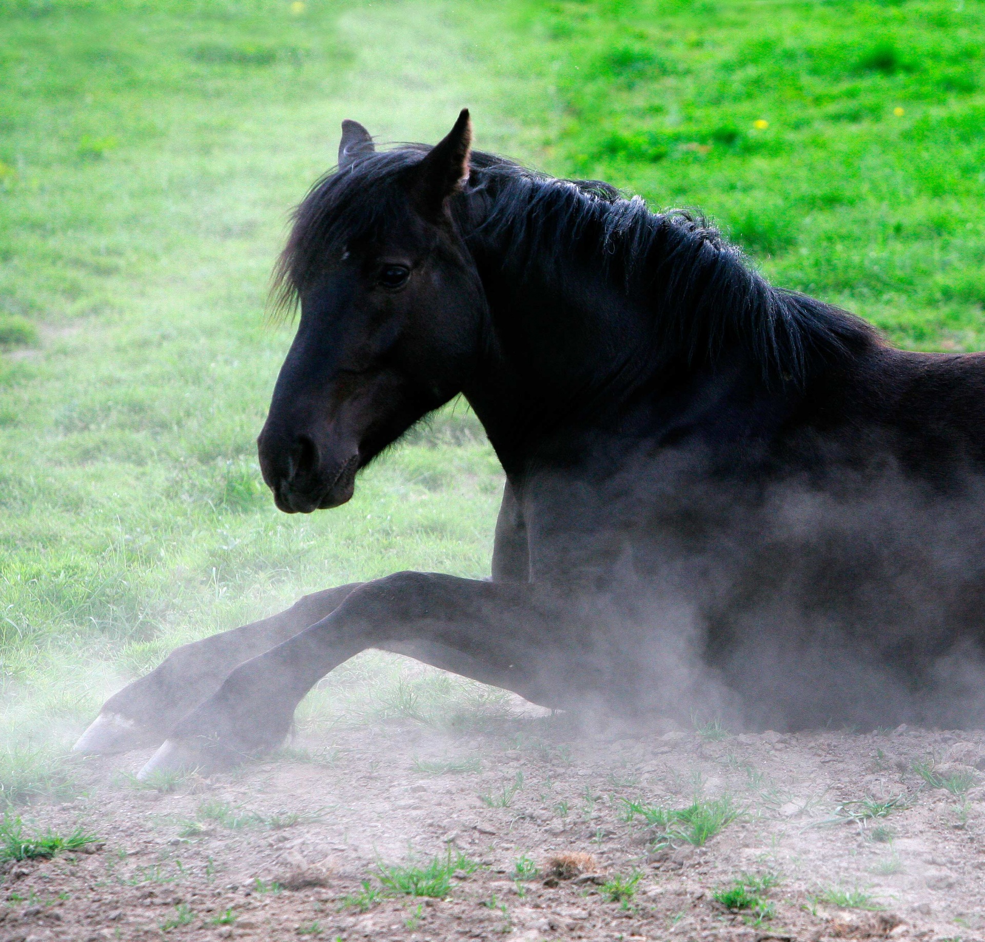 Pferd wälzt sich Tierfoto Pferdefotografie Bergisches Land Köln Tierfotografie