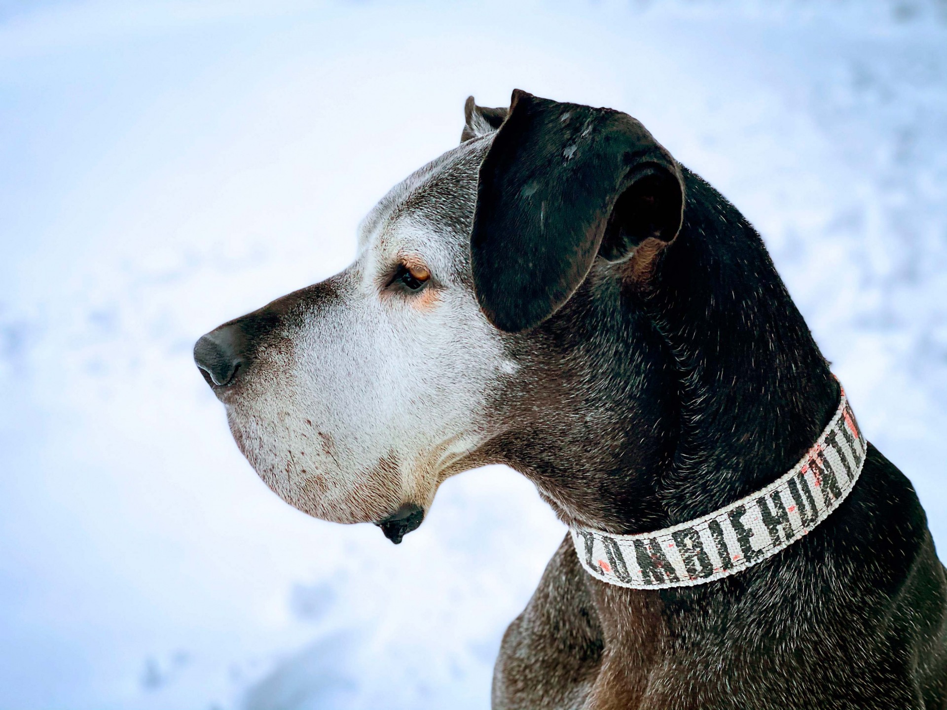 Deutsche Dogge im Schnee Hundefotografie Fotoshooting Hund Bergisches Land Köln Rösrath Tierfotografie