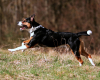 rennender Hund Fotoshooting Hundefotografie Köln Bergisches Land