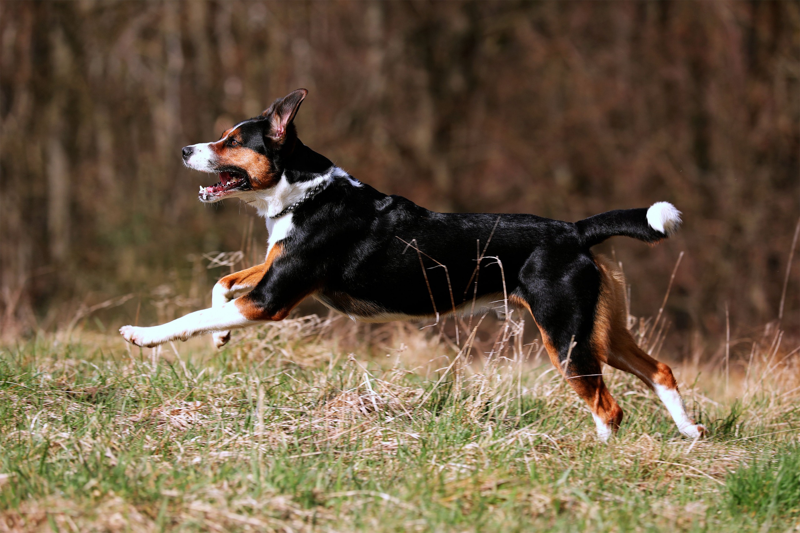 rennender Hund Fotoshooting Hundefotografie Köln Bergisches Land