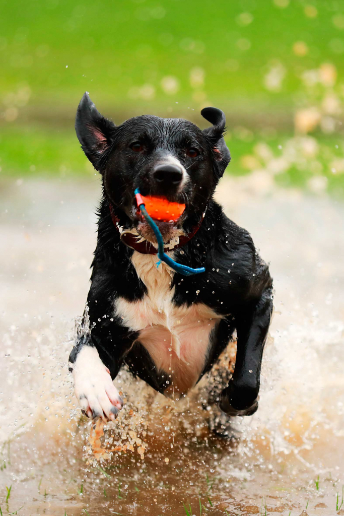 Hund spielt im Wasser, Hundefotografie in Rösrath