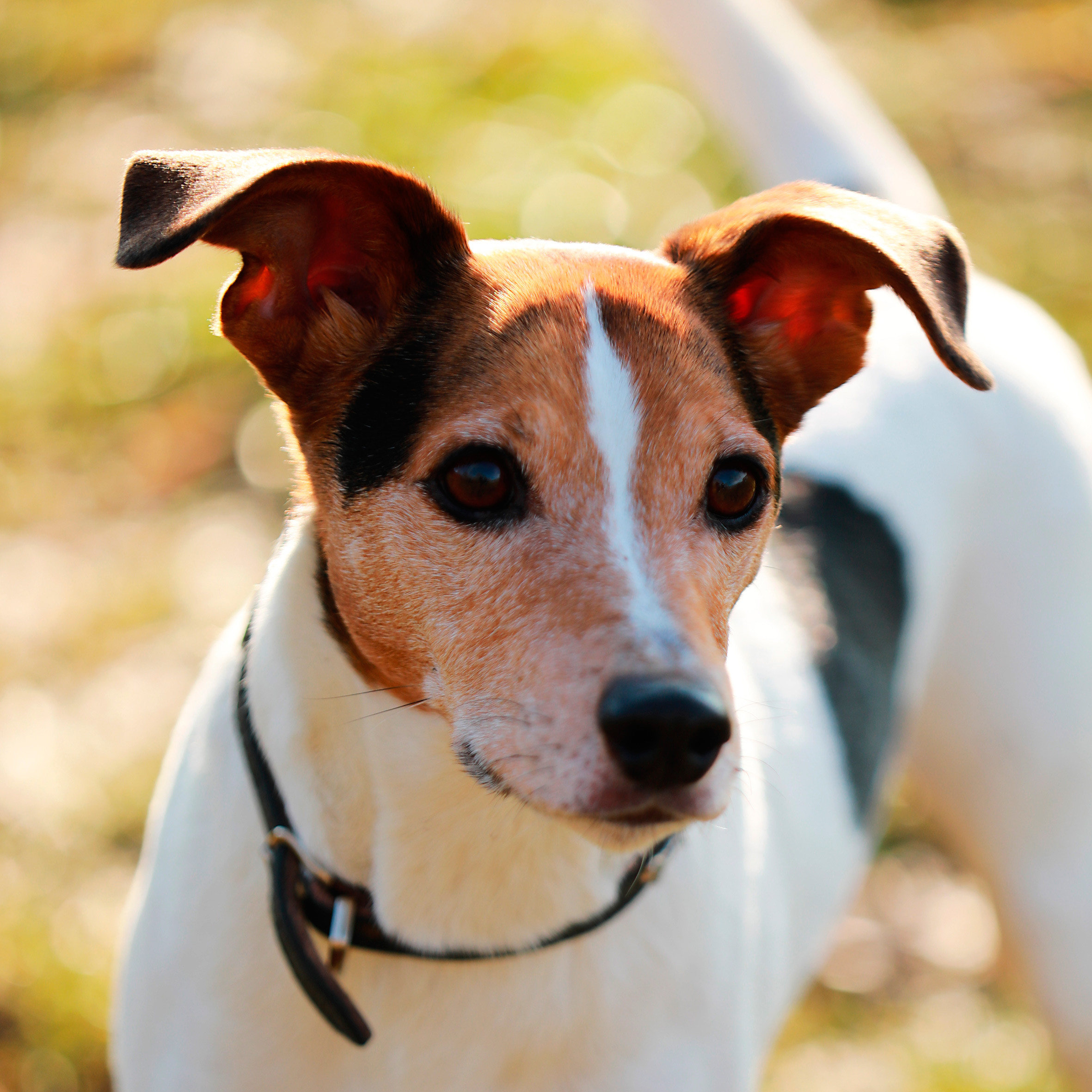 Portrait Jack Russel Hundefotografie Bergisches Land Köln