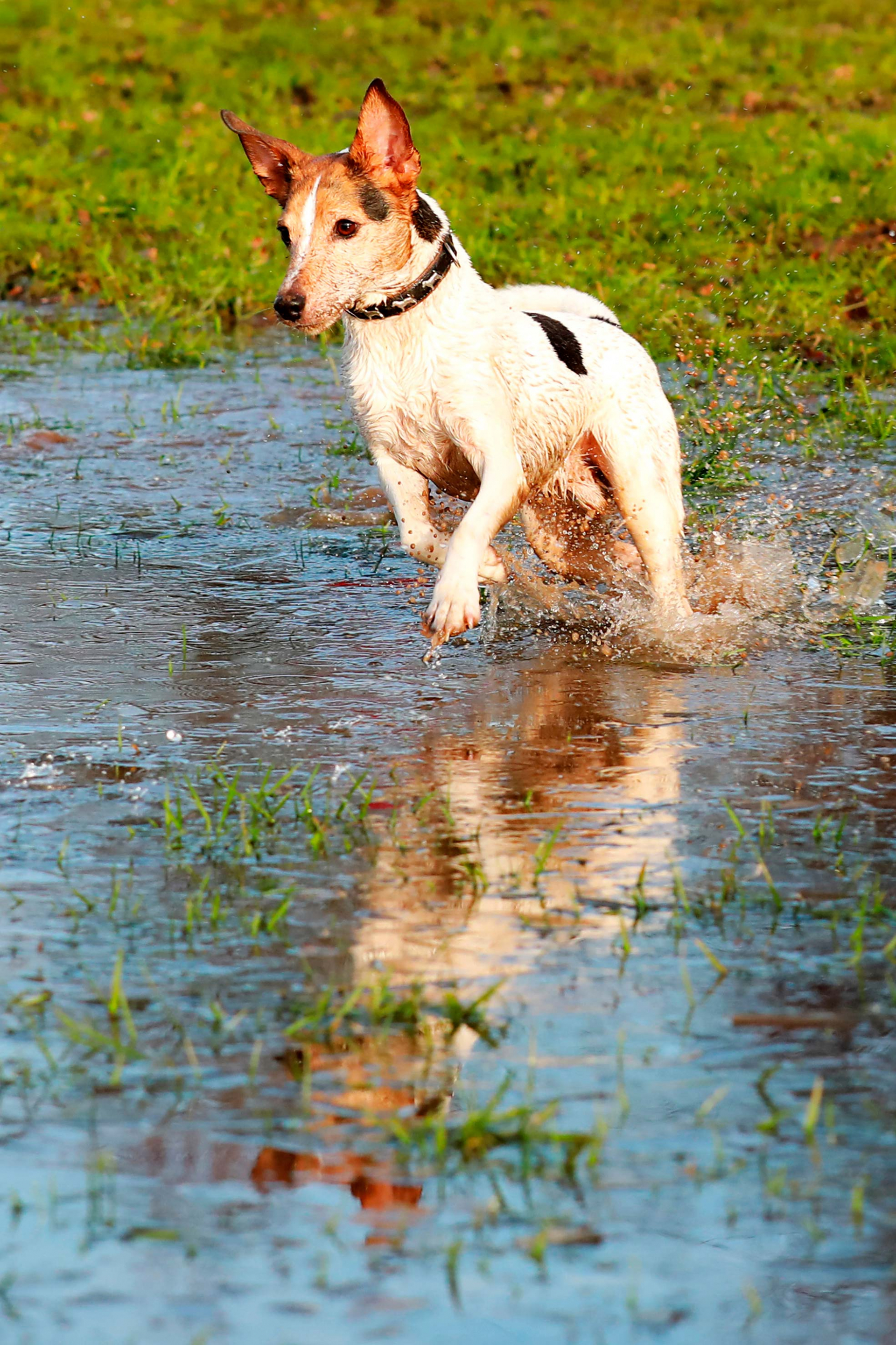 Hund spielt im Wasser Hundefotografie Köln Bergisches Land Tierfotografie