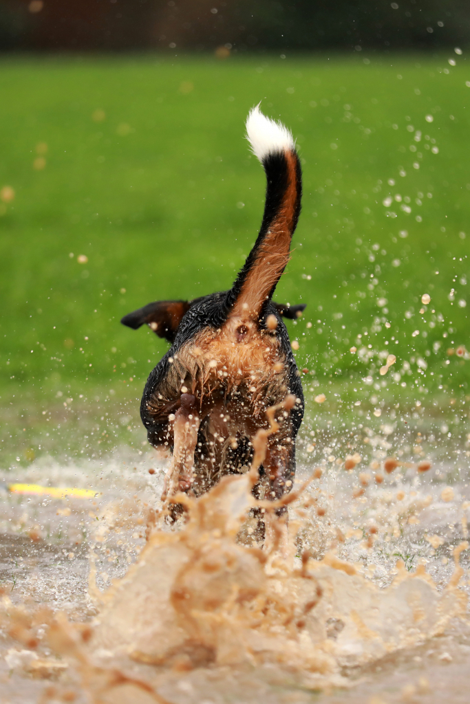 Hund im Wasser Fellnase Tierfotografie Hundefotografie Köln NRW